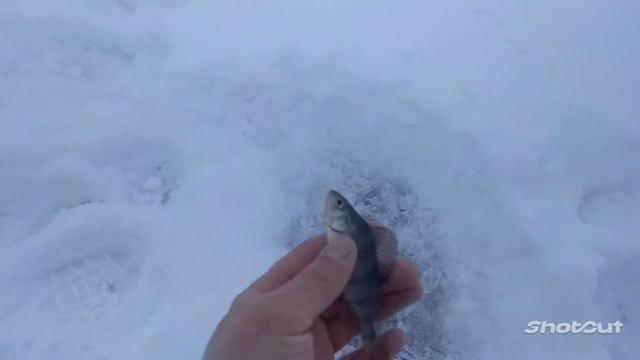 Отчет о рыбалке 19.02.2023 на реке Цна место Рынок смотреть онлайн