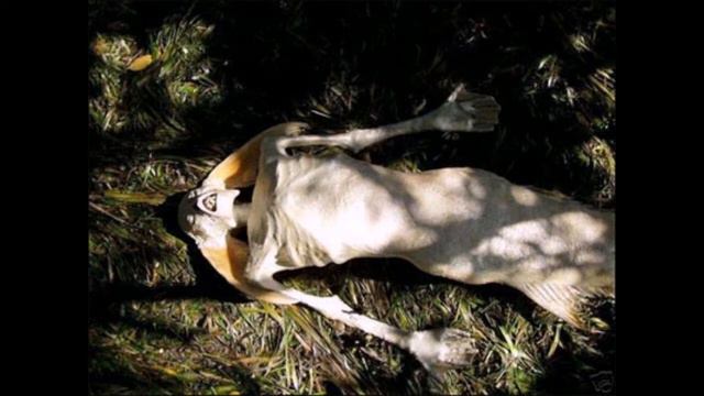 РУСАЛКИ! Все таки они существуют! смотреть онлайн