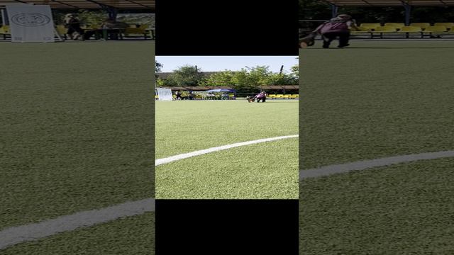 1.  недостаточно/не сдан EL PRIMO AUS VIKWELT (Fantom V. Pallas Athene – Germanika Aus Vikwelt)