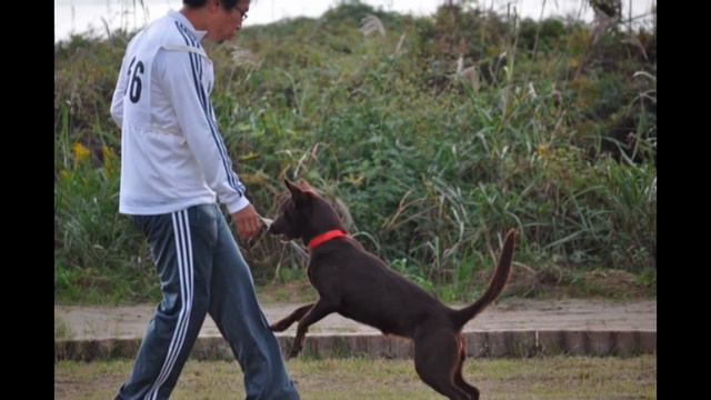 2011/11/12 FCI West-Japan International Agility Competition смотреть онлайн