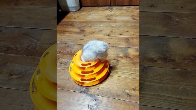 Котята играют. смотреть онлайн