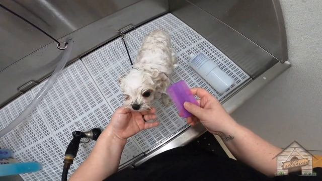 How to remove eye gunk before grooming a dog смотреть онлайн