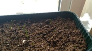 Лук Эксибишен и Богатырская сила из семян