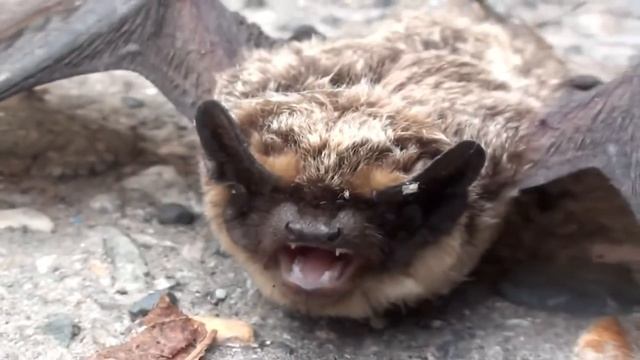 Летучие мыши - какие они и почему мы их боимся? смотреть онлайн