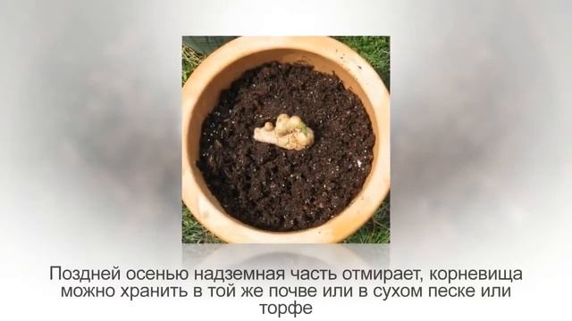 Как вырастить имбирь из магазинного корня на подоконнике. Пошаговая инструкция с фото. смотреть онлайн