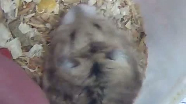 Мышка - Песчанка. Крупный план.