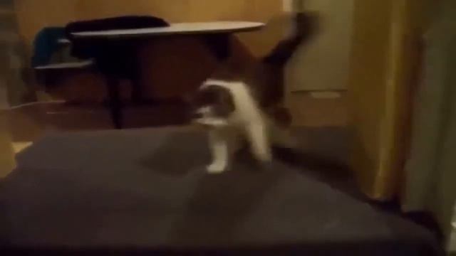 Смешные кошки6 смотреть онлайн