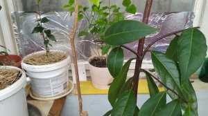 СТРИЖКА ЛАВРА. ЛАВР ИЗ СЕМЕЧКА. ЛАВР В КВАРТИРЕ.