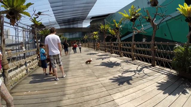 Manila Ocean Park-Большой вольер с хищными птицами. смотреть онлайн