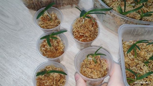 Фласка... мой первый опыт... renanthera monachica × vanda falcata смотреть онлайн