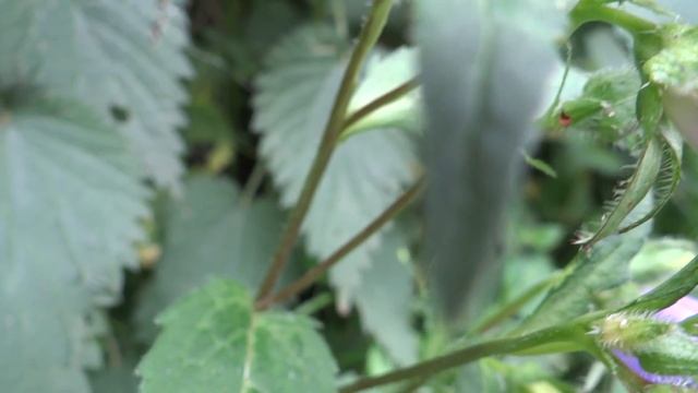 Nettle-leaved bellflower (Campanula trachelium) - 2014-06-15 смотреть онлайн