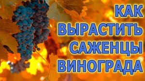 Как выращивать саженцы винограда из черенков. Виноград размножение черенками. Виноградарство.