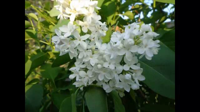 Сирень смотреть онлайн