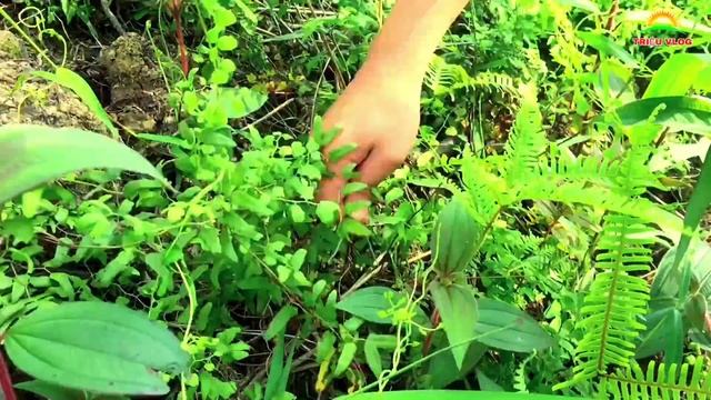 Mùa hoa quả trên miền núi | thanh mai rừng siêu ngon | TRIỆU VLOG смотреть онлайн