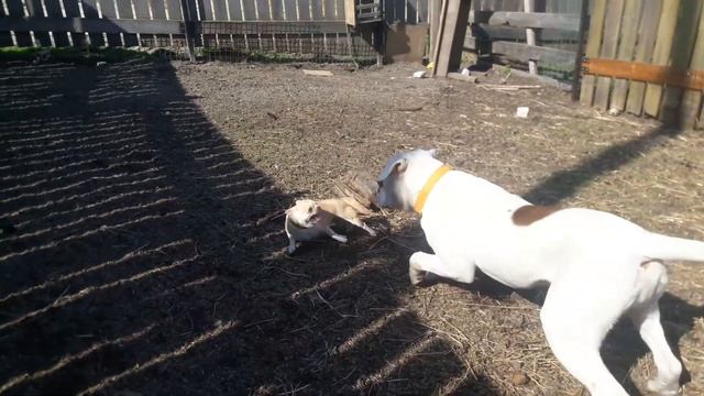 АМЕРИКАНСКИЙ БУЛЬДОГ ИМПЕРИУМ ОПТИМУС ВАНКУВЕР (вл. Юлия Пак. г.Новосибирск) смотреть онлайн