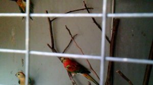 Певчие,Лазурные и Глянцевые попугаи