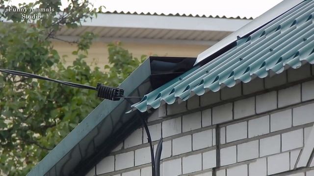 Дикие птицы на нашей даче летом