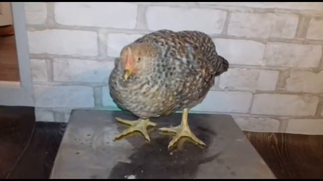 Билефельдер лучшая порода кур часть 3/Температурный режим инкубации и взвешивание цыплят смотреть онлайн