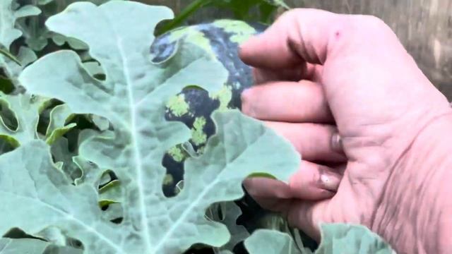 Обзор парника в середине июля. Какие культуры можно вместе выращивать, а какие нет смотреть онлайн