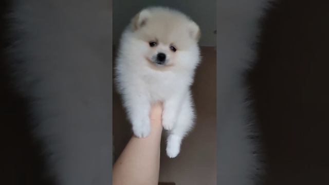 померанский шпиц мальчики и девочки мини 🔥 смотреть онлайн