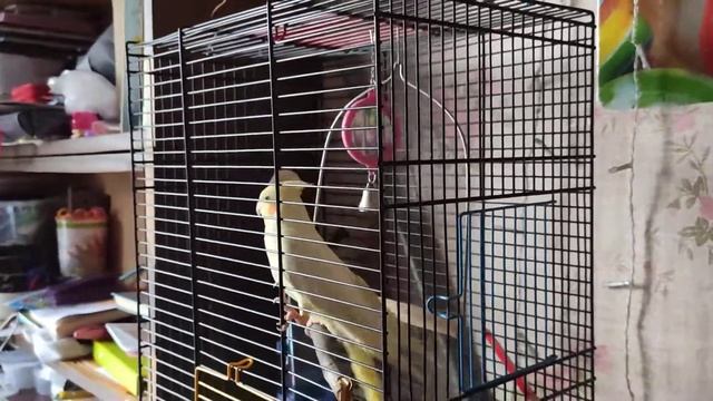 Пение кореллы. Самка кореллы поёт смотреть онлайн