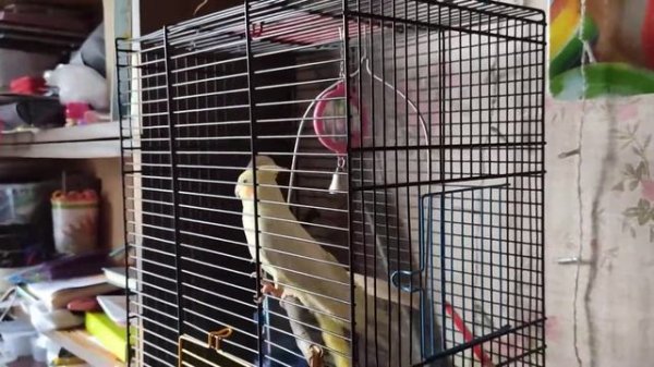 Пение кореллы. Самка кореллы поёт