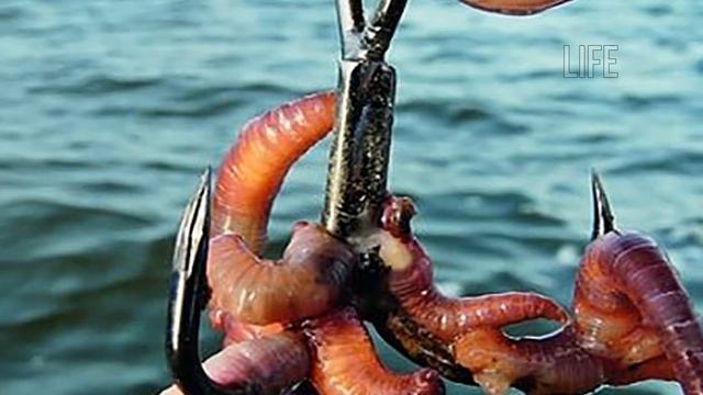 сом в июле как ловить? смотреть онлайн