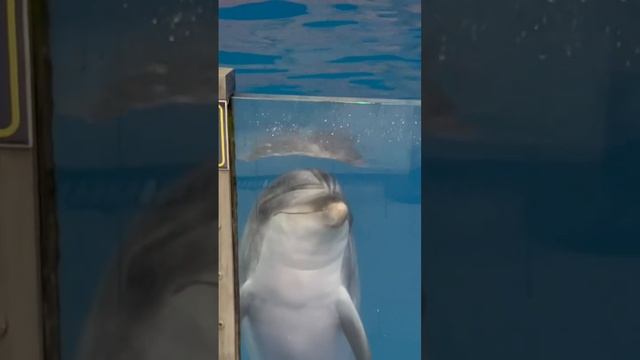 Батуми Дельфинарий смотреть онлайн