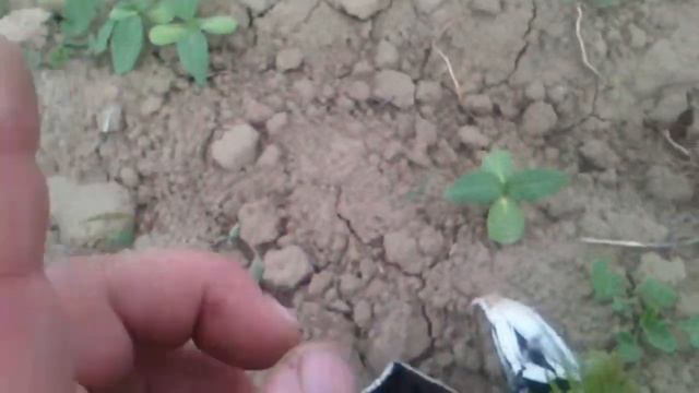 Ребята приехали за шампиньонами! :) смотреть онлайн