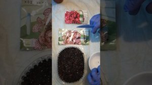 Гипестис,сеем дома. Гипоэстес из семян легко и быстро.часть1