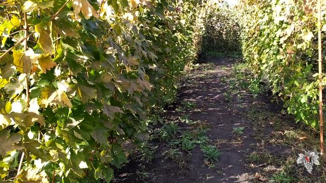 План работ на винограднике в октябре смотреть онлайн