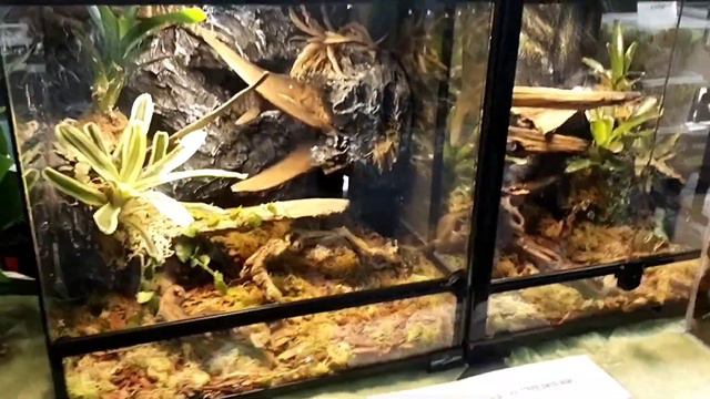Выставка рептилий ТерраМания🦎КозоУтилизация веток 🐐Дети- ветеринары при деле смотреть онлайн