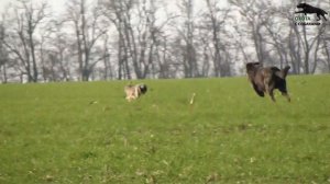 ХОРТАЯ БОРЗАЯ ПРЕСЛЕДУЕТ ВОЛКА В ОДИНОЧКУ. Охота с собаками на зайца. 20 часть. 2022-2023