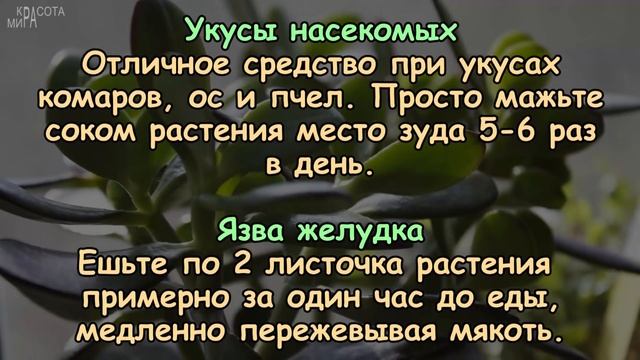 ГЕРПЕС, АРТРИТ, АНГИНА, ЯЗВА ЖЕЛУДКА, МОЗОЛИ, ВАРИКОЗ... - ТОЛСТЯНКА ПОМОЖЕТ