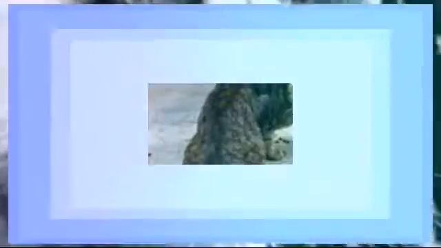 УРОДЛИВЫЙ КОТ СТИХ. смотреть онлайн
