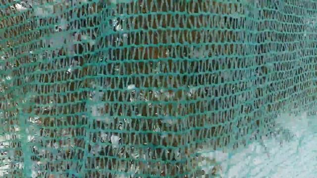 Видео Укрытие хвойной изгороди смотреть онлайн