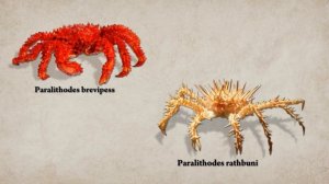 Ложные крабы или почему не каждый краб - краб |Познавательное видео |Удивительный мир беспозвоночны