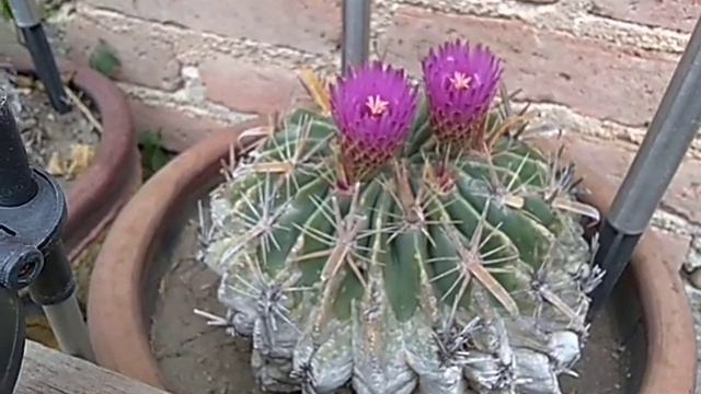 Biznaga cactus rehabilitation... смотреть онлайн