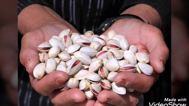 #фисташки СБОР УРОЖАЯ ФИСТАШЕК.ИРАН.