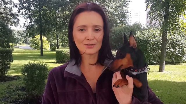 Отзыв хозяйки цвергпинчера Мышки смотреть онлайн