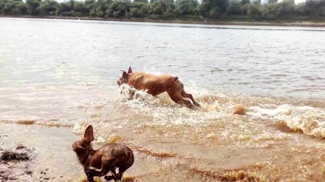 Истории про животных от которых наворачиваются слезы