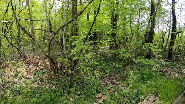 Бездонное ГРИБНОЕ МЕСТО! Здесь ГРИБНИКОВ не бывает, а мы нашли ГРИБНОЙ КЛОНДАЙК! смотреть онлайн