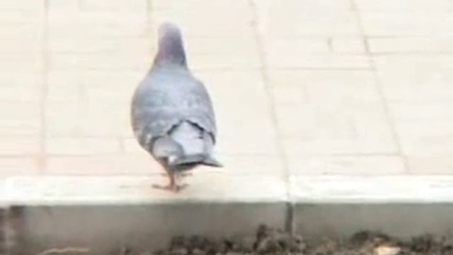 Голубь прыгает в замедленой сьёмке :D смотреть онлайн