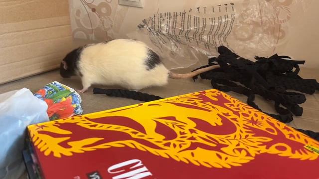 Настырный крыс Емельян #rat #animal #крысы смотреть онлайн