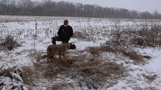 CATCHING COYOTES IN THE SNOW, FREEZING & COLD CONDITIONS!!! смотреть онлайн