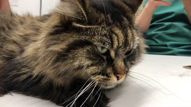 Maine Coon cats смотреть онлайн