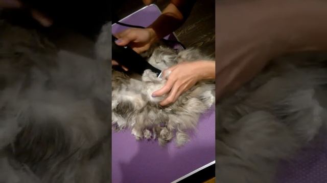 Освобождение Мэйн-Куна от колтунов смотреть онлайн