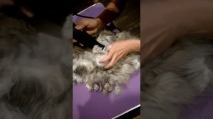 Освобождение Мэйн-Куна от колтунов