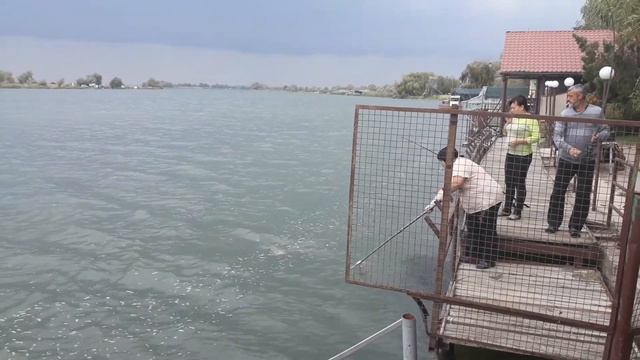 Река Днестр. Крупный карп . Соседи тянут трофей . рыбалка смотреть онлайн