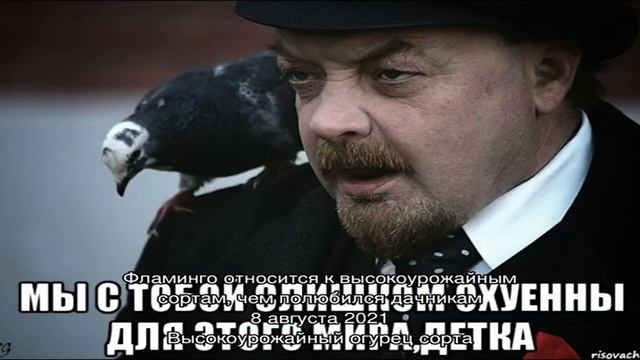 Необычный папоротник платицериум в домашних условиях